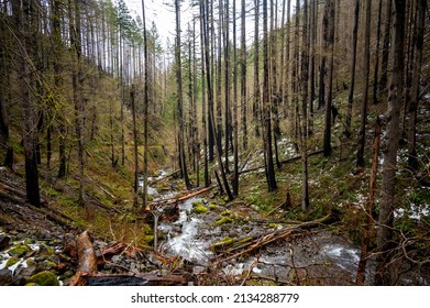 Burned Trees On A Hiking Trail In The Columbia River Gorge