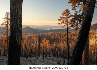 Burned Trees Stand After Dixie Fire Looking Over Lake Almanor in Lassen Volcanic National Park
