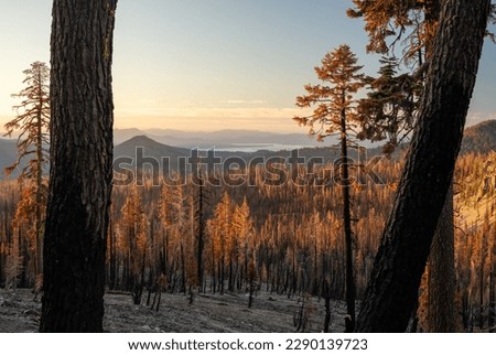 Burned Trees Stand After Dixie Fire Looking Over Lake Almanor in Lassen Volcanic National Park