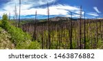 Burned Trees from the West Fork Complex Fire in 2013 Panoramic 