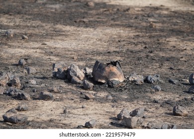 Burned Turtle Shell After Bush Fire In South Africa National Park