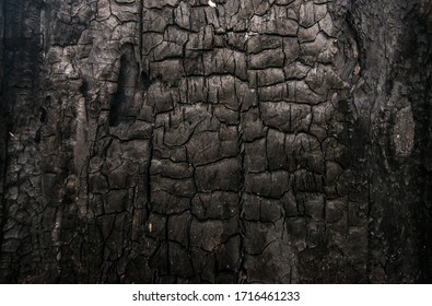 Burned wood texture  Black background