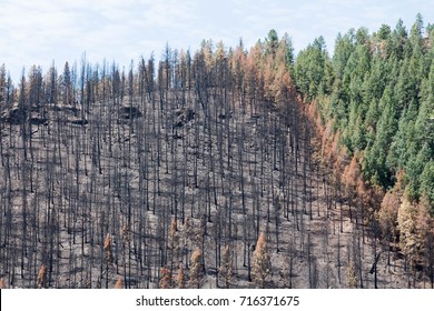 Burned zone next to green trees - Lightner Creek forest fire in Durango, Colorado - Powered by Shutterstock