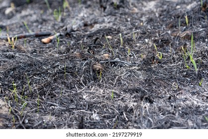 49,476 Burned rural Images, Stock Photos & Vectors | Shutterstock