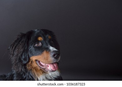 Burnese Mountain Dog