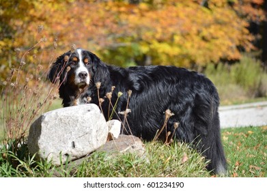 Burnese Mountain Dog In Grass In Fall