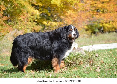 Burnese Mountain Dog In Grass In Fall