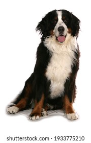 Burnese Mountain Dog Isolated On A White Background