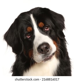 Burnese Mountain Dog Portrait Isolated On A White Background