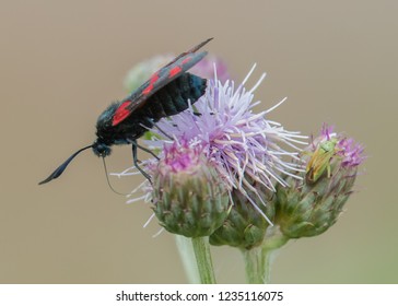 Burnet Moth on Thistle Flower