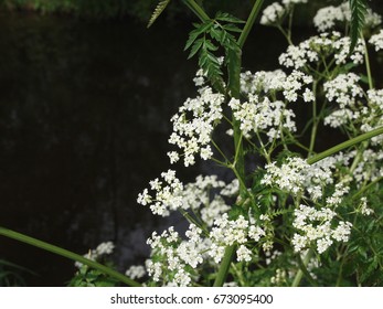 Burnet Saxifrage