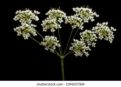 Burnet Saxifrage On Black Background