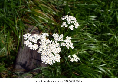 Burnet Saxifrage On The Grass