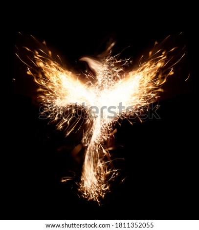 Burning bird phoenix isolated on black background