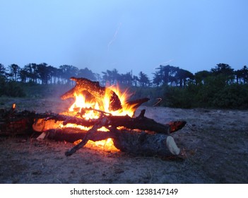 burning bonfire in the forest