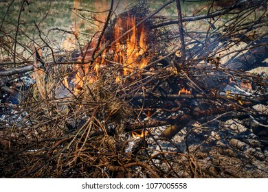 Burning branches and brush in backyard.
