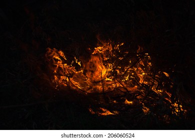 Burning Branches Tree During Forest Fire Stock Photo 206060524 ...