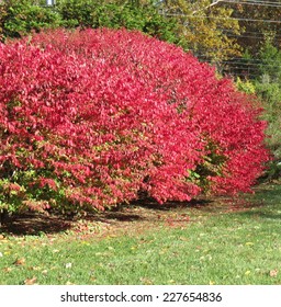 Burning Bush.