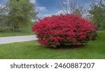 Burning Bush shrub in large yard