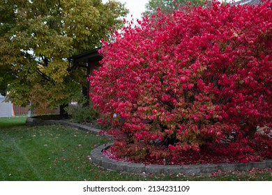 Burning Bush In A Suburban Home Backyard During Autumn In Illinois