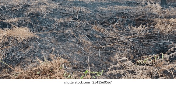 Burning bushes in peat area after rain, sumatra indonesia - Powered by Shutterstock