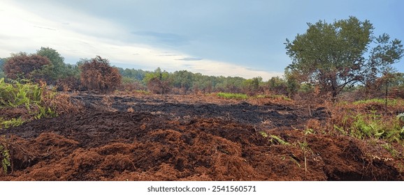 Burning bushes in peat area after rain, sumatra indonesia - Powered by Shutterstock