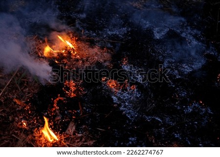 burning conflagration, burning ash, charred dry grass in forest, acrid gray smoke, wildfire, rural fire unplanned, uncontrolled and unpredictable fire in area combustible vegetation, harming nature