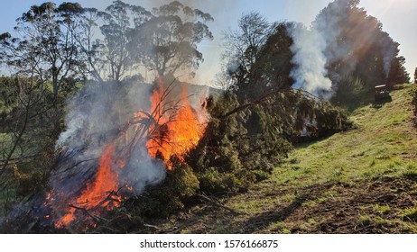 Burning Cut Down Trees To Make Clearance