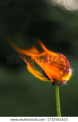 
Burning dandelion in the forest. Burning plant.  Burning flower. Forest fire.