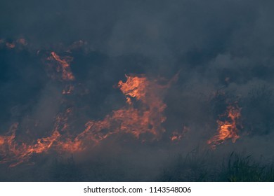 Burning Dry Grass. On A Hot Summer Day Burn Field.