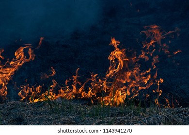 Burning Dry Grass. On A Hot Summer Day Burn Field.