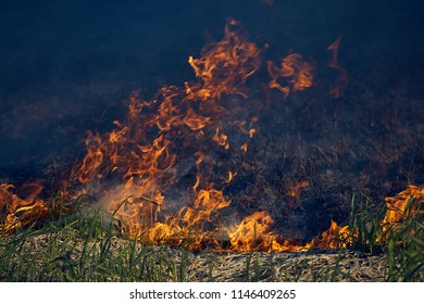 Burning Dry Grass. On A Hot Summer Day Burn Field.