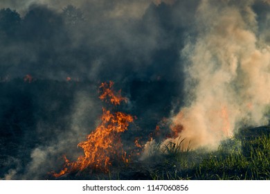 Burning Dry Grass. On A Hot Summer Day Burn Field.