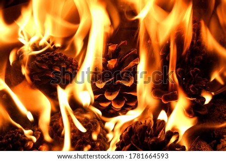 Burning fire from pine cones in the forest. Detail of flames.