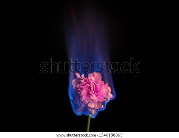 燃える花が燃えている 黒い背景に青の炎のピンクのカーネーションフラワー クリエイティブな異常な失恋や悲しみのコンセプト の写真素材 今すぐ編集