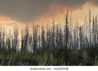 Burning forest in British Columbia, clouds of smoke, Canada