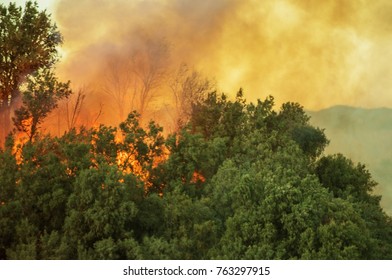 Burning Forest. California Wildfire Closeup Photo. 