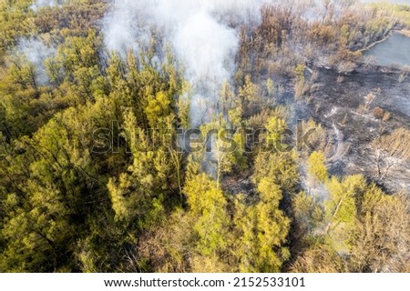 Burning forest top view. White smoke comes from coniferous trees. The problem of forest fires in summer. natural disaster