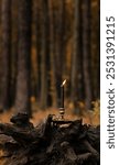 burning magic black candle in mystery autumn forest, abstract nature background. fairy tale scene. witchcraft, magic ritual. Fall season. Samhain, Halloween holidays concept