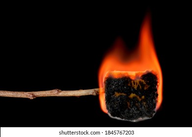 A burning marshmallow on a stick shows it transform to a carmalized, charred delicious treat.