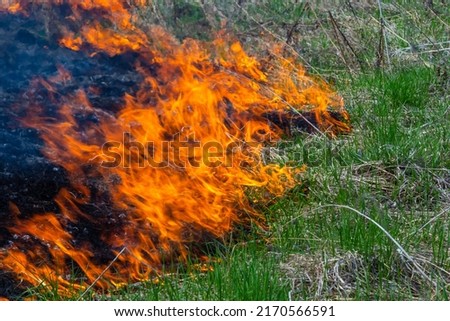 Burning old dry grass in garden. Flaming dry grass on a field. Forest fire. Stubble field is burned by farmer. Fire in the Field.