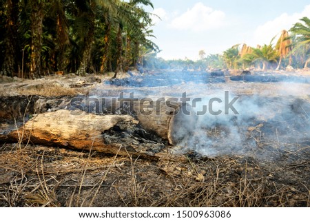 Burning old palm oil trees log. The cheapest way to clear the fields for new palm oil plantation which can cause haze. Deforestation environmental problem.
