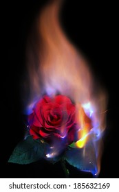 burning rose