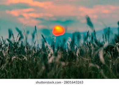 Burning sun setting over a field of dry grass, symbolizing drought and climate change