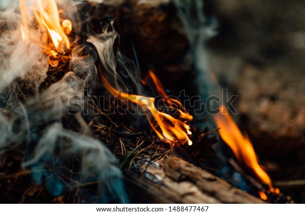 Burning Wood Fireplace Bonfire Forest Smoke Stock Photo Edit Now