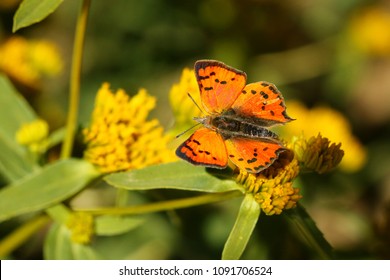 Sưu tập Bộ cánh vảy 3 - Page 33 Burnished-opal-butterfly-260nw-1091706524