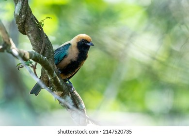 A Burnished-buff Tanager perches on a branch with a soft background in Serra de Canastra National Park, Minas Gerais State, Brazil, South America - Shutterstock ID 2147520735