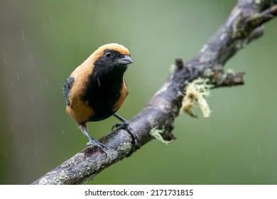 Burnished-buff Tanager is perching on a branch in São Luíz do Paraitinga, State of São Paulo, Brazil - Shutterstock ID 2171731815