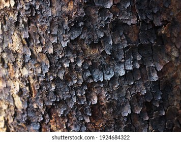 Burnt After A Fire Tree Trunk Close-up 