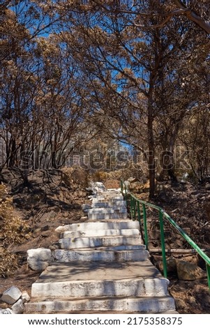 Burnt bushes add trees in forest or woods with stairs and hiking trail. Aftermath of destruction from uncontrollable nature wildfire. Dry, arid and barren plants showing human error or global warming